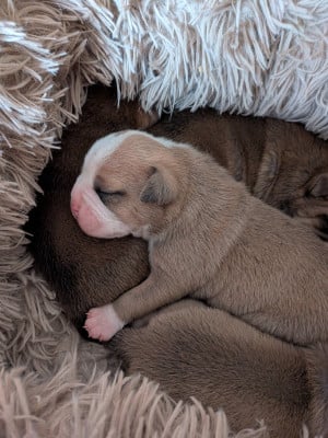 Les chiots de Bulldog continental