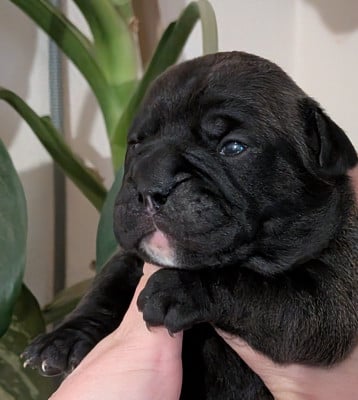 Les chiots de Bulldog continental