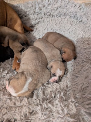 Les chiots de Bulldog continental
