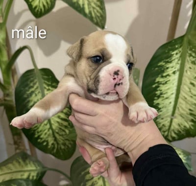 Les chiots de Bulldog continental