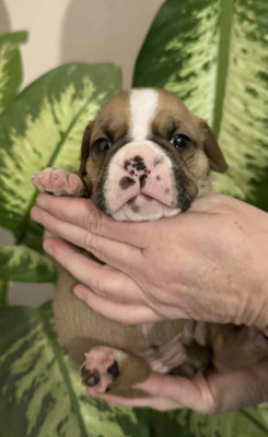 Les chiots de Bulldog continental