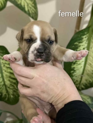 Les chiots de Bulldog continental