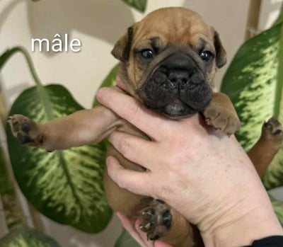 Les chiots de Bulldog continental