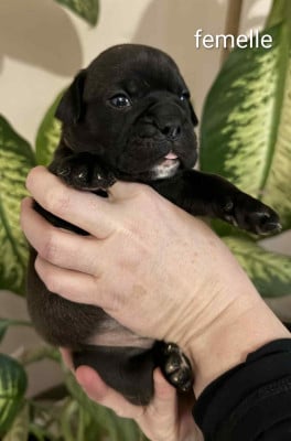 Les chiots de Bulldog continental