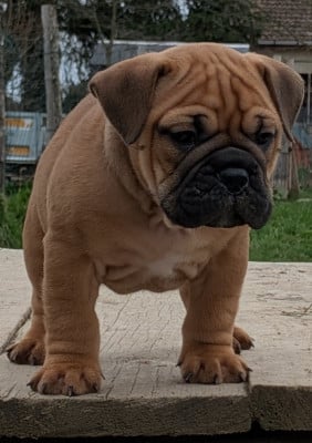 Les chiots de Bulldog continental