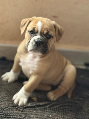 Les chiots de Bulldog continental