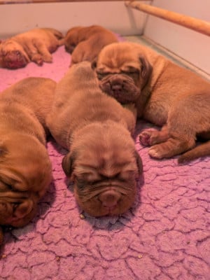 Les chiots de Dogue de Bordeaux