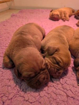 Les chiots de Dogue de Bordeaux