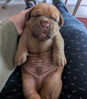 Les chiots de Dogue de Bordeaux