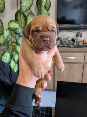 Les chiots de Dogue de Bordeaux