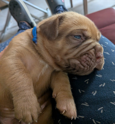 Les chiots de Dogue de Bordeaux