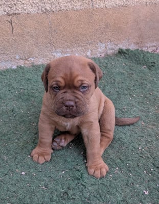 Les chiots de Dogue de Bordeaux
