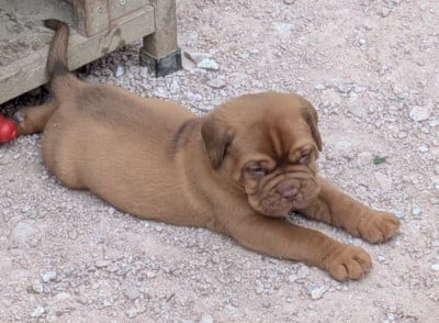 Les chiots de Dogue de Bordeaux