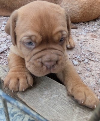Les chiots de Dogue de Bordeaux