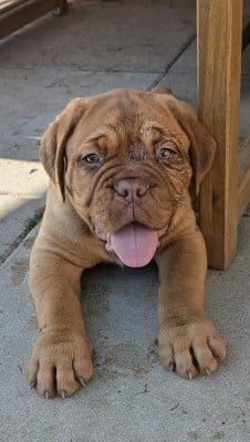 Les chiots de Dogue de Bordeaux