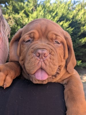 Les chiots de Dogue de Bordeaux