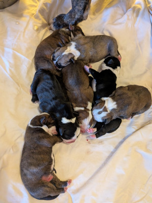 Les chiots de Bulldog continental