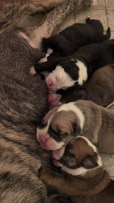 Les chiots de Bulldog continental