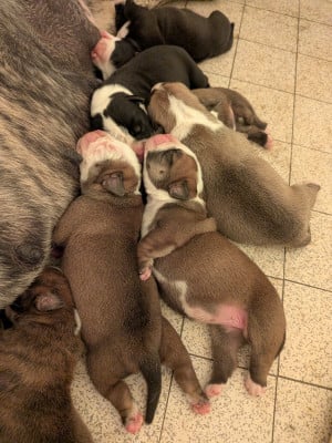 Les chiots de Bulldog continental