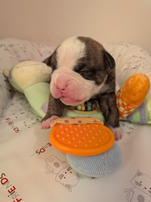 Les chiots de Bulldog continental