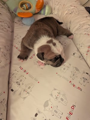 Les chiots de Bulldog continental