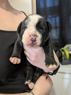 Les chiots de Bulldog continental