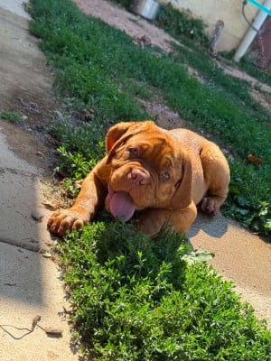 Les chiots de Dogue de Bordeaux