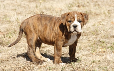 Les chiots de Bulldog continental
