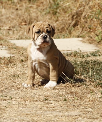 Les chiots de Bulldog continental