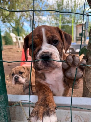 Les chiots de Bulldog continental
