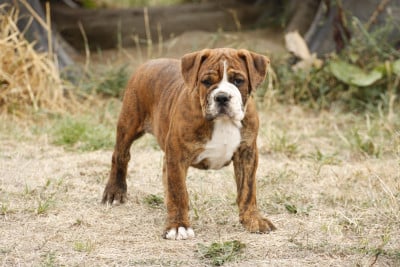 Les chiots de Bulldog continental