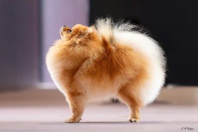 des Flocons de Soie Dore