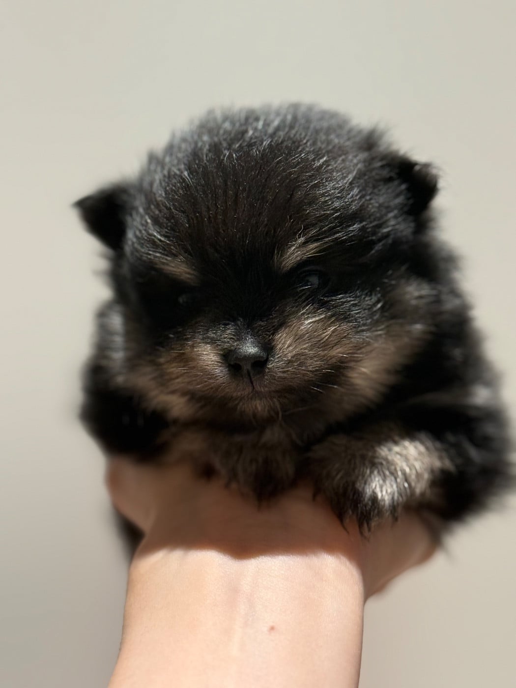 Spitz allemand - des Flocons de Soie Dore