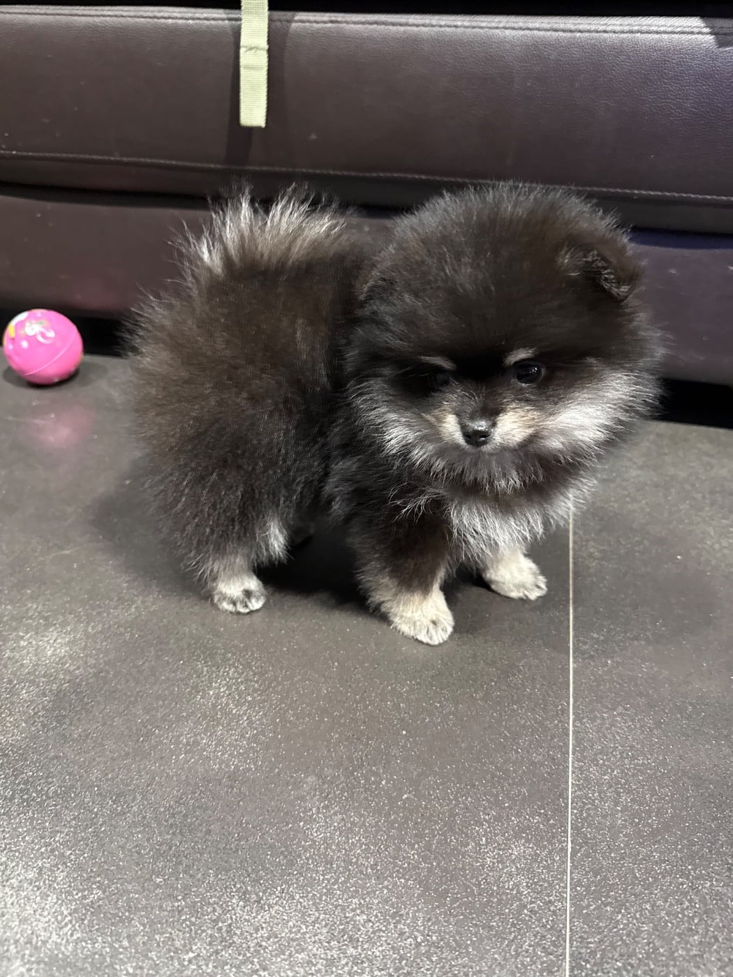 Spitz allemand - des Flocons de Soie Dore