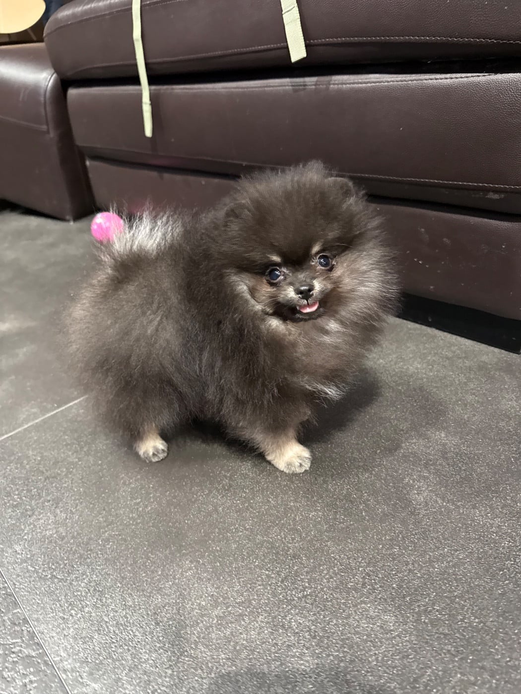 Spitz allemand - des Flocons de Soie Dore