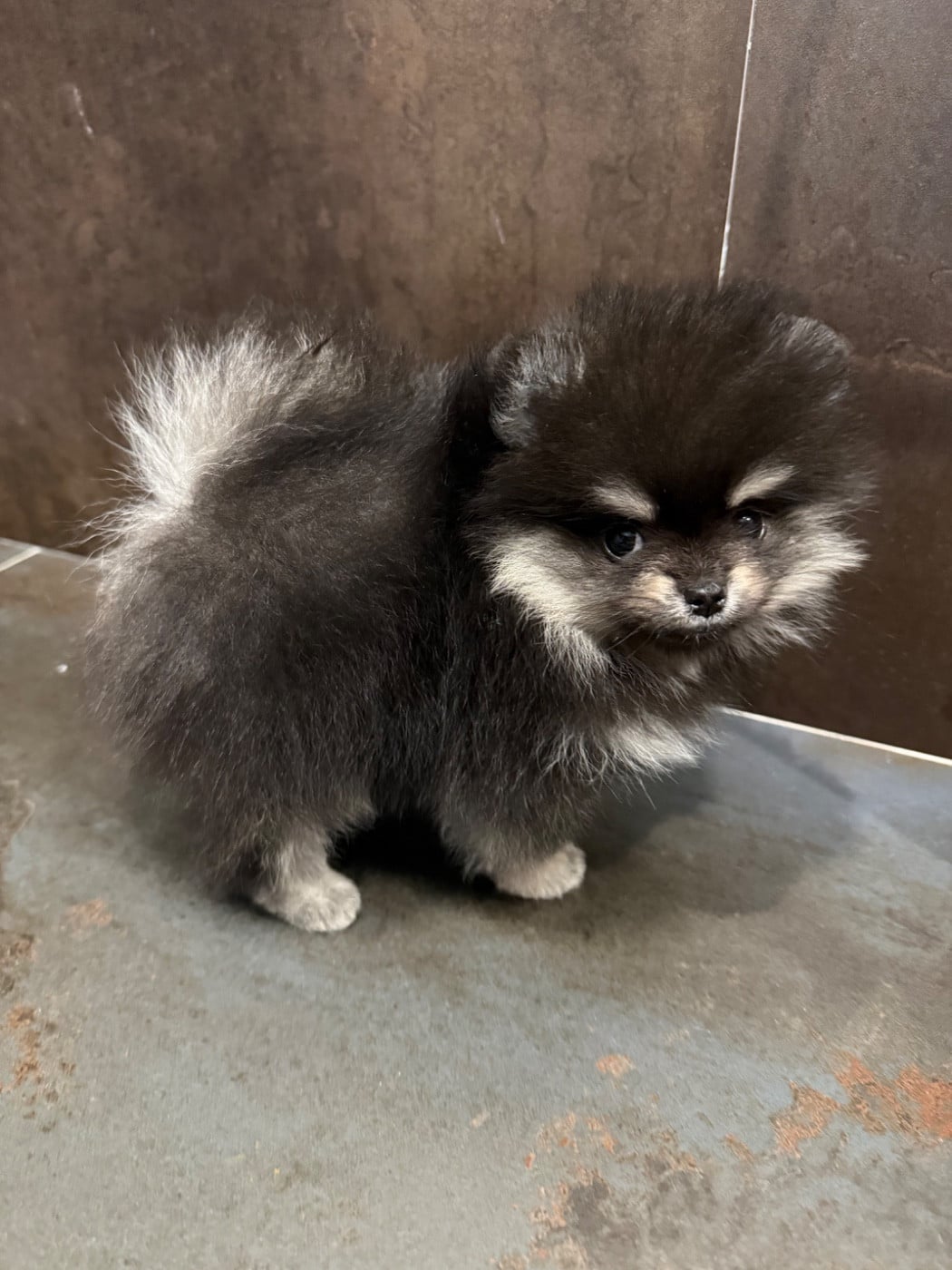 Spitz allemand - des Flocons de Soie Dore