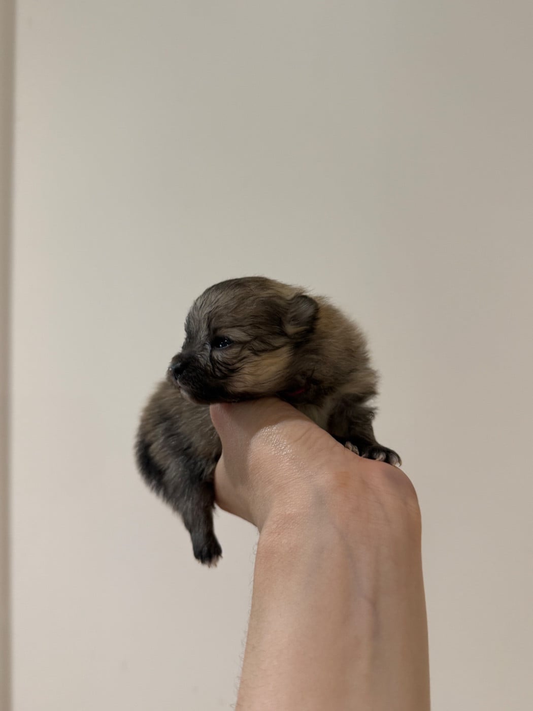 CHIOT 1