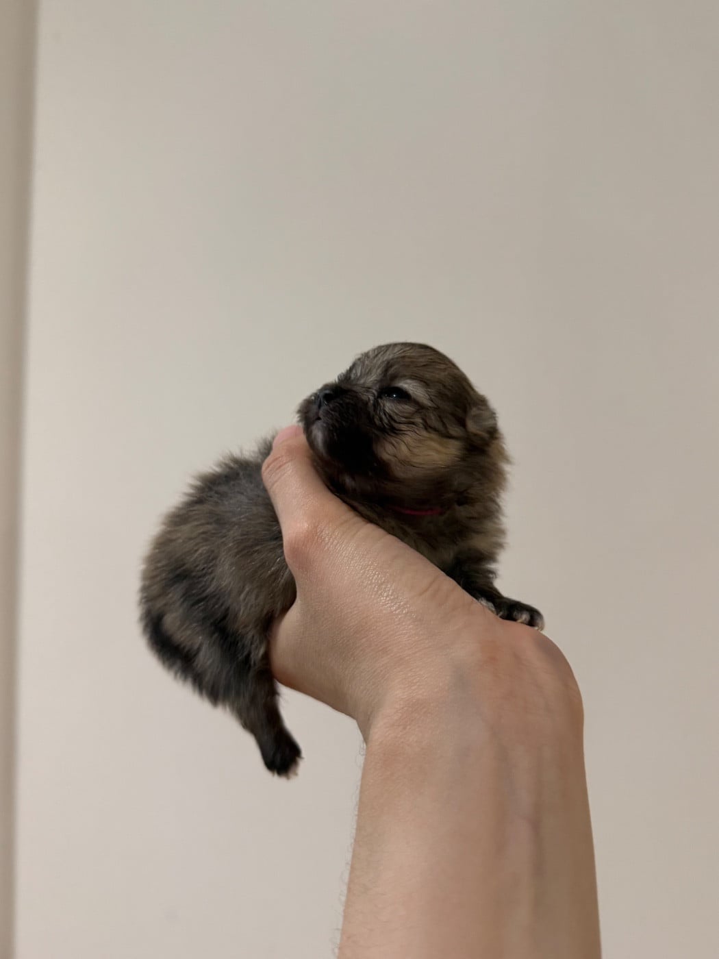 CHIOT 1