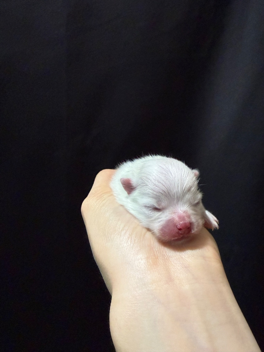 CHIOT 1