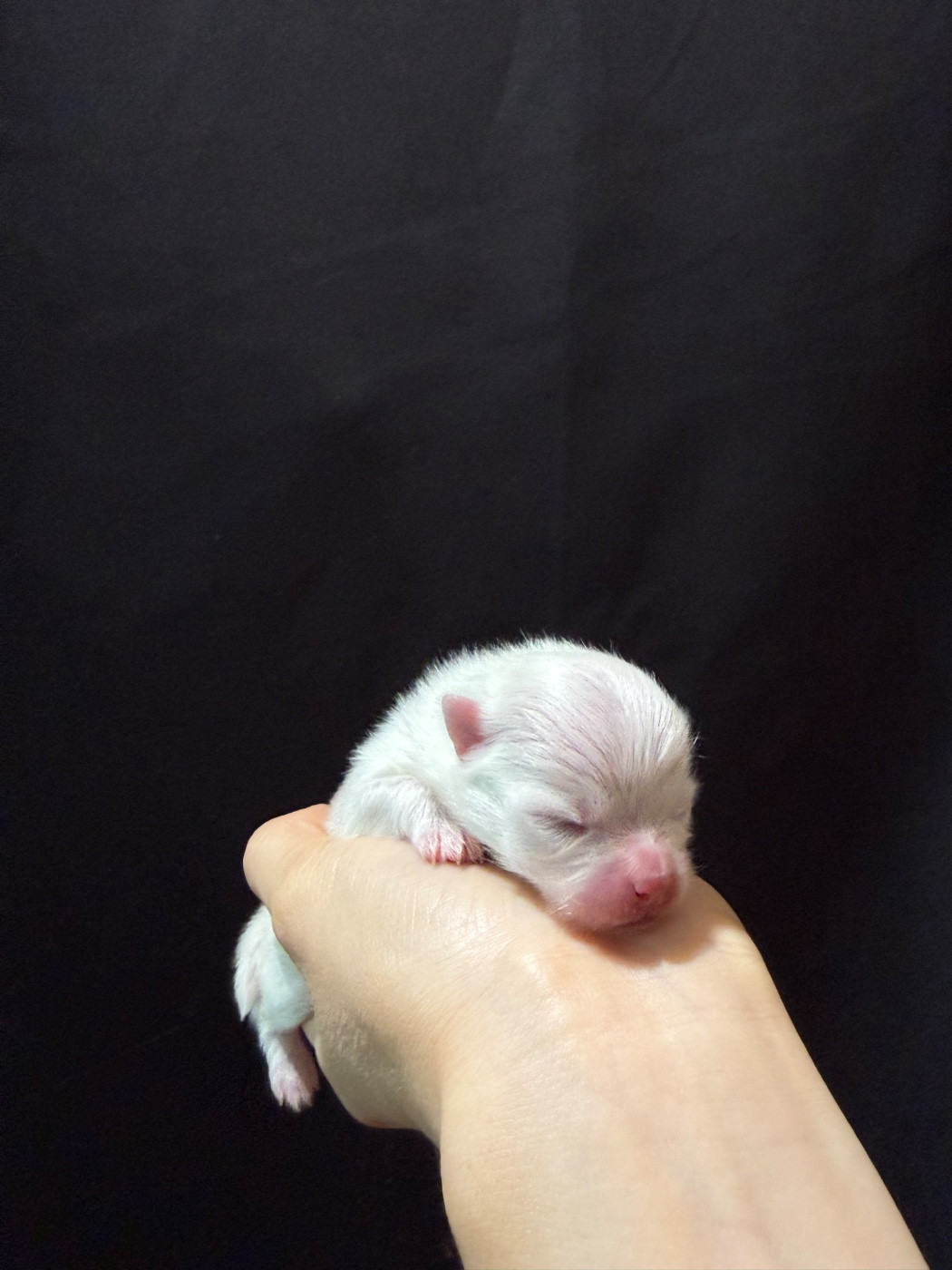 CHIOT 1