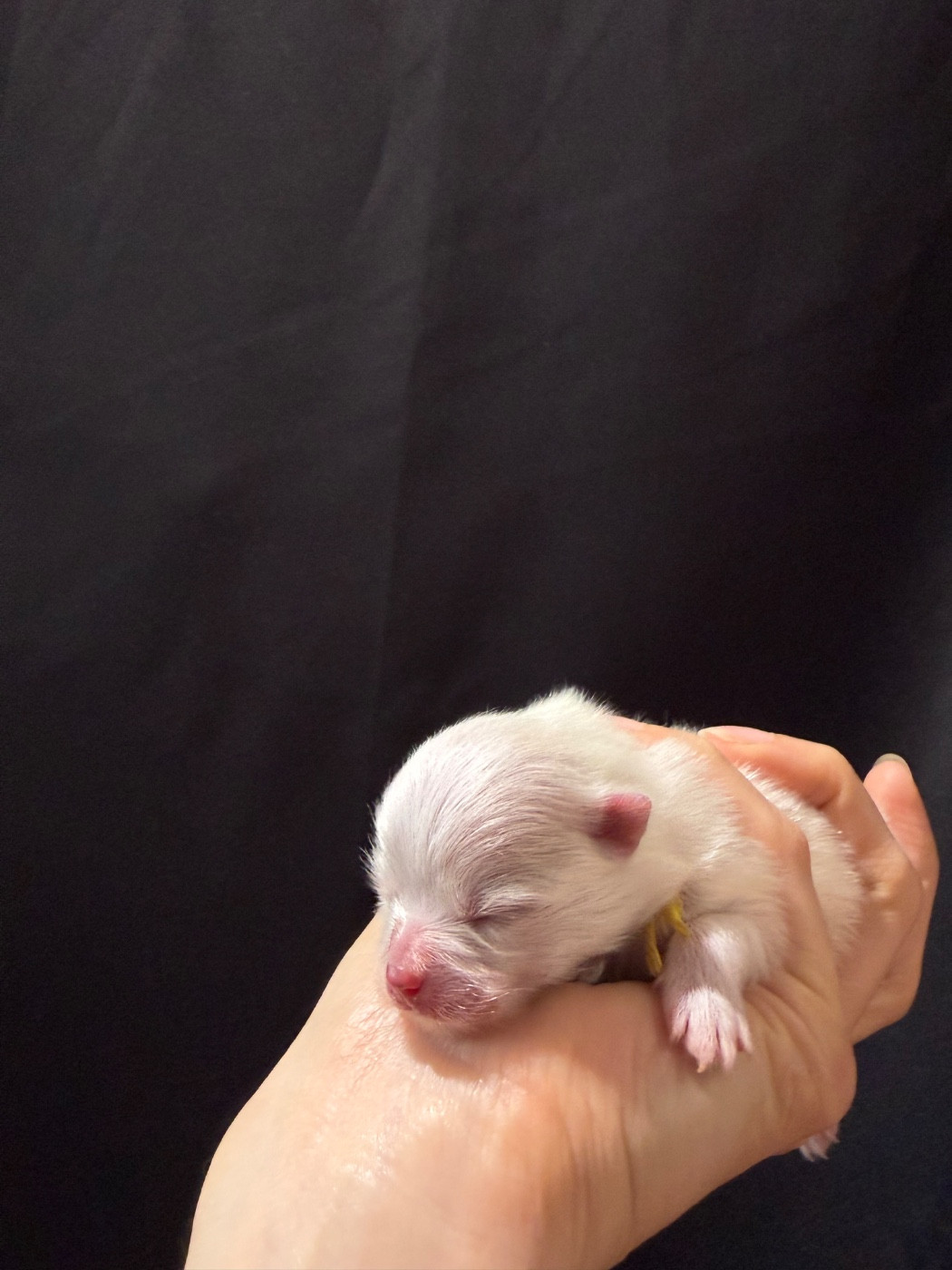 CHIOT 1