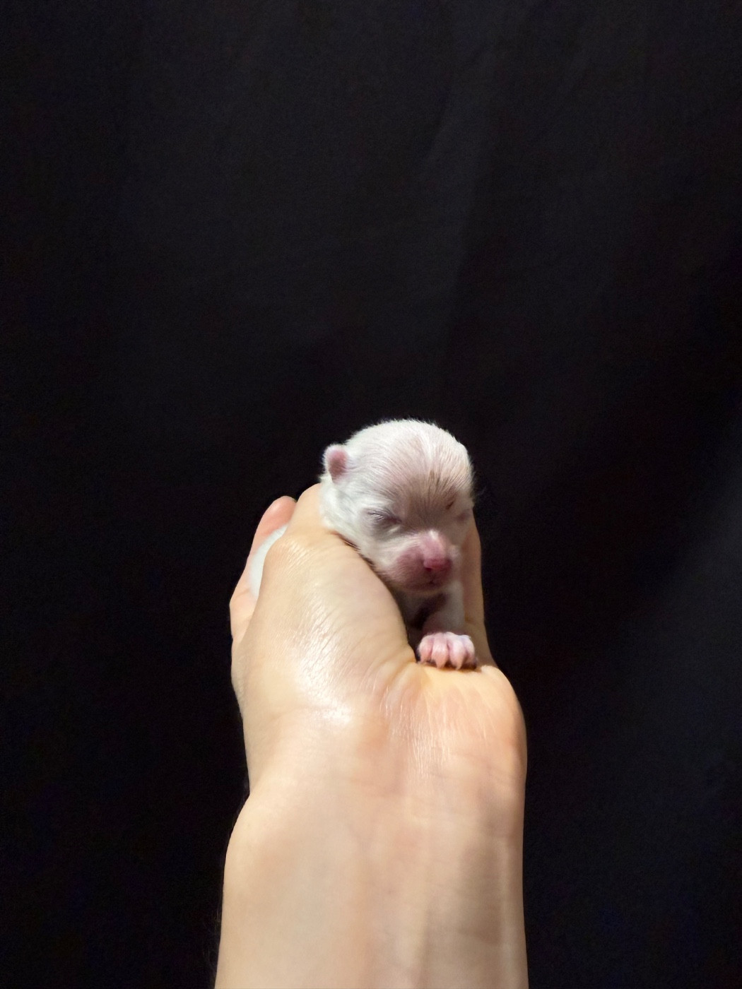 CHIOT 2