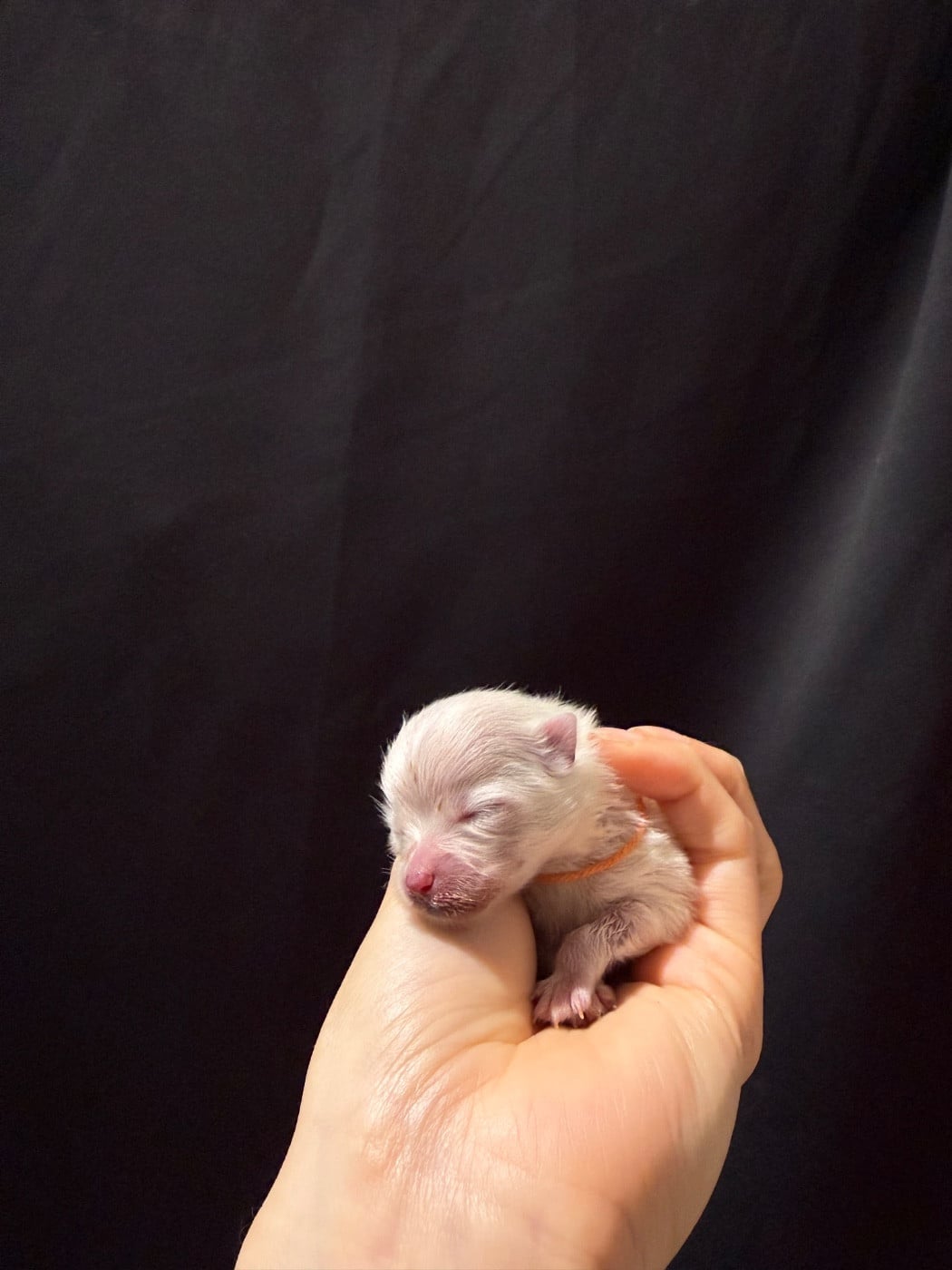 CHIOT 2