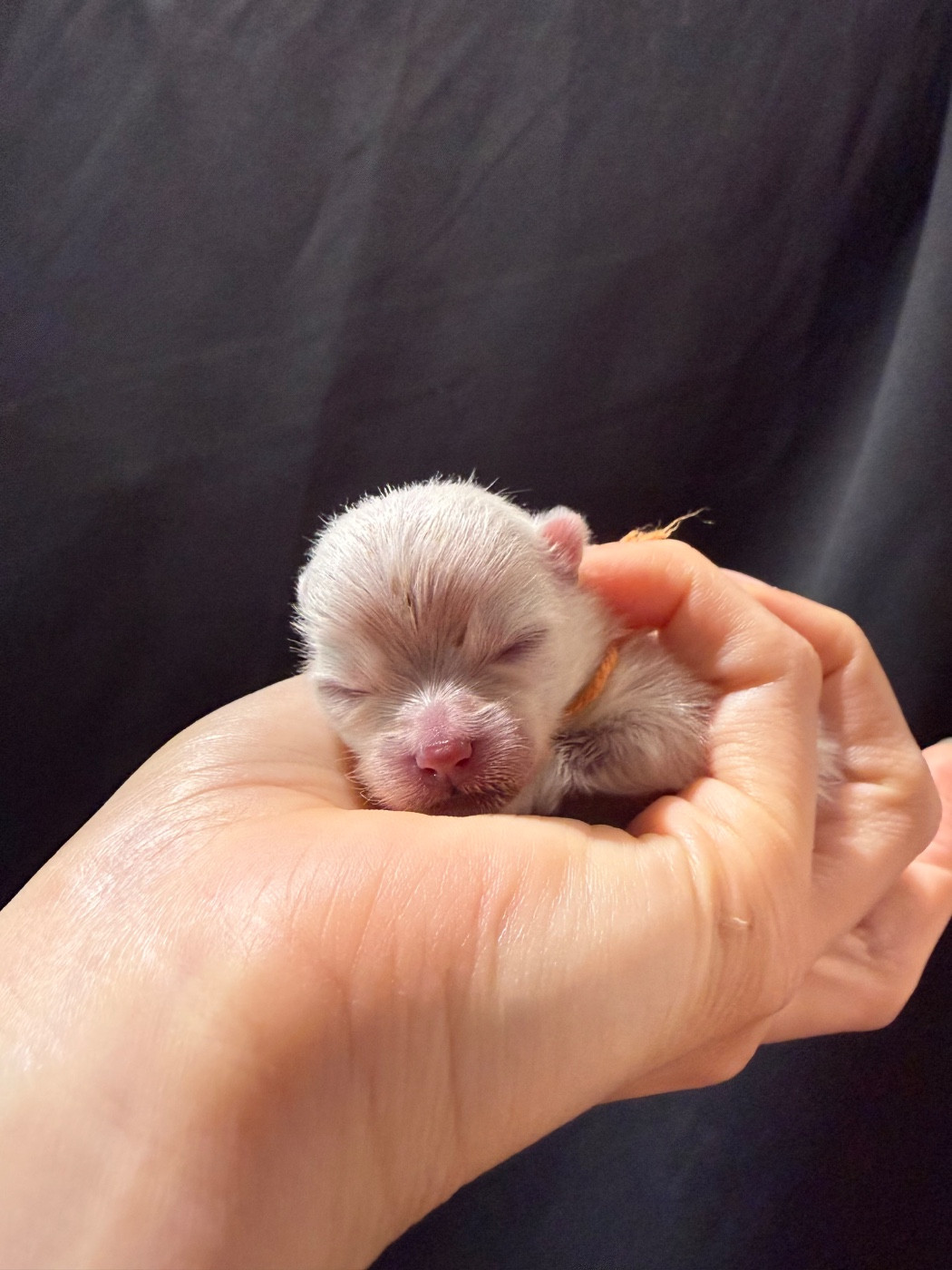 CHIOT 2