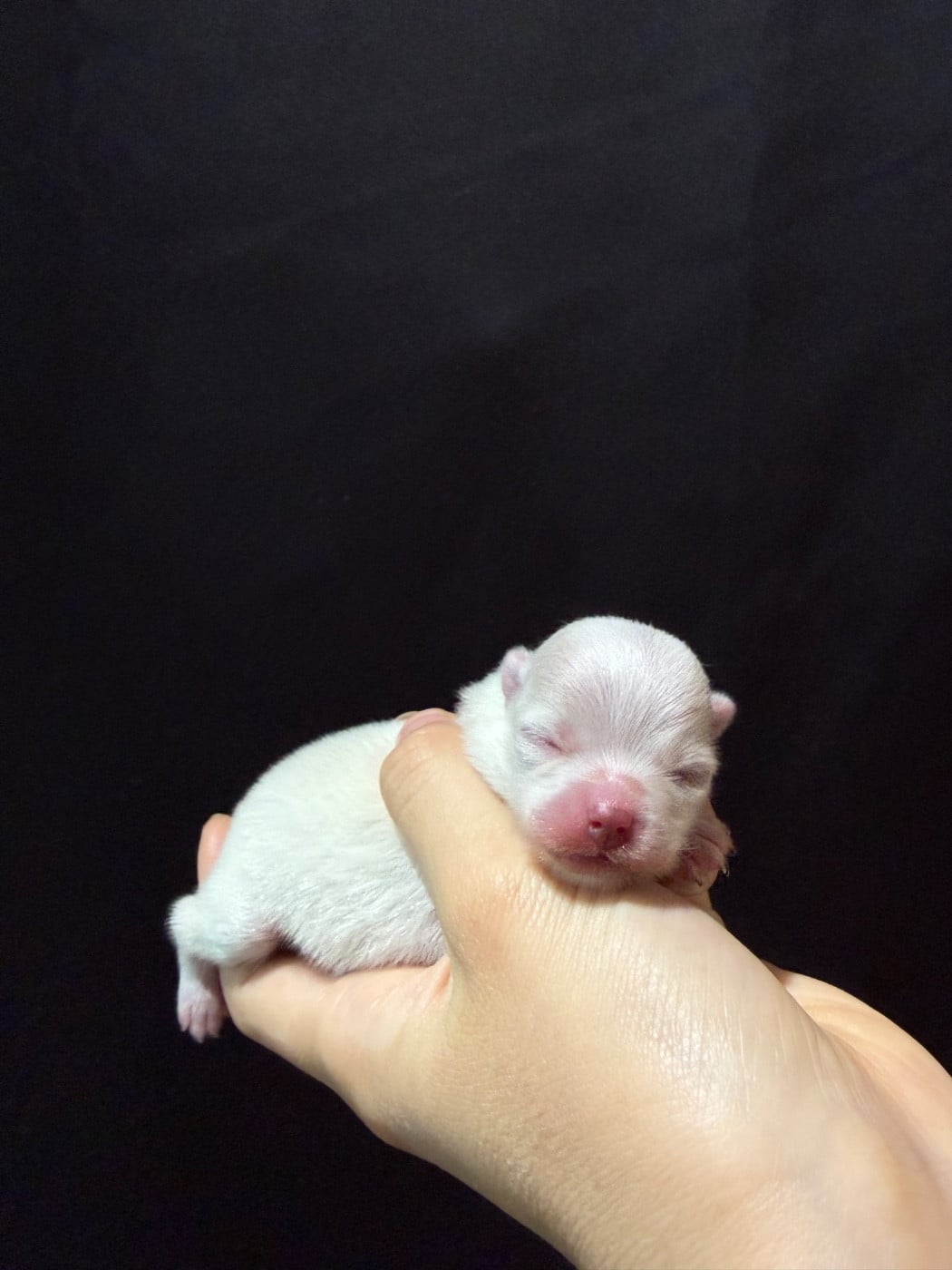 CHIOT 3