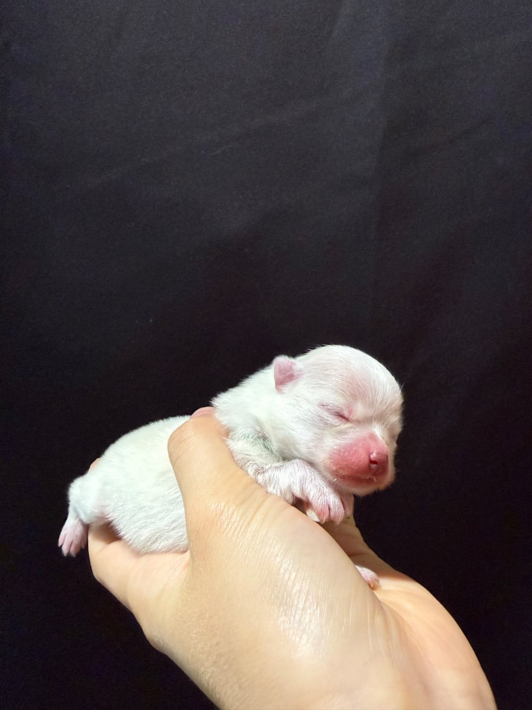 CHIOT 3
