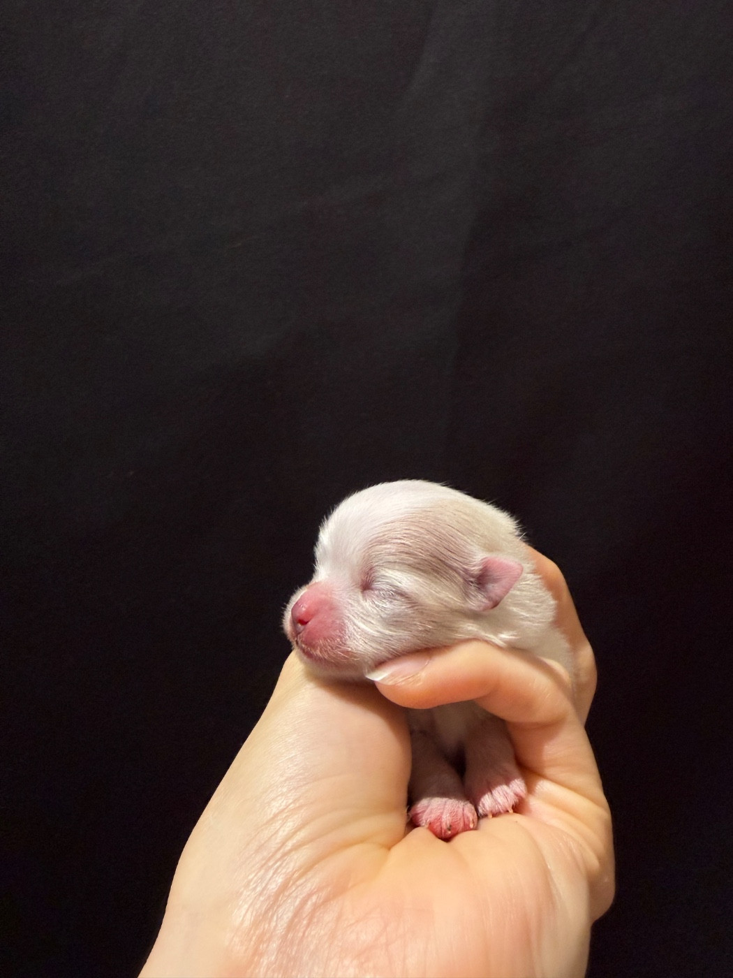 CHIOT 3