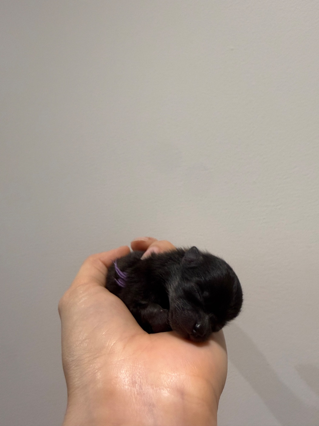 CHIOT 4