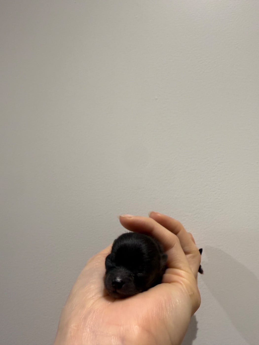 CHIOT 4