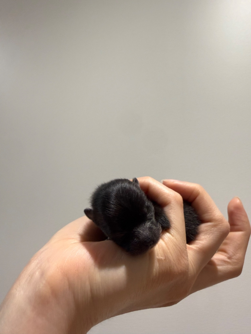 CHIOT 4